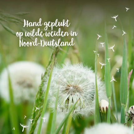 Paardenbloempluisjes als symbool voor een wens of nieuwe stap